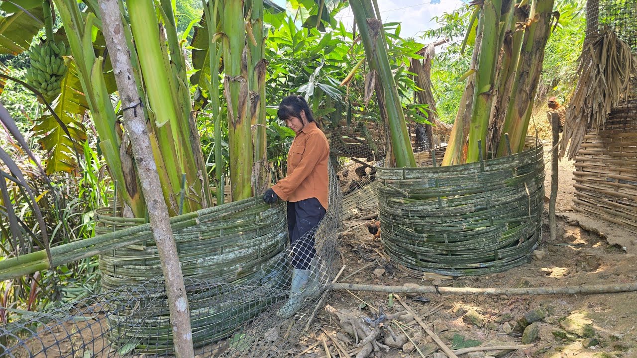 Protect banana trees with bamboo fences | Tiểu Liễu-17 year old