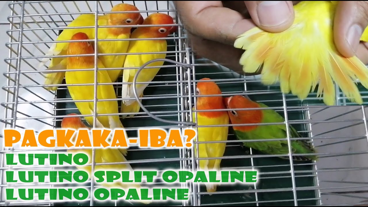 PAGKAKAIBA NG LUTINO, LUTINO SPLIT OPALINE AT LUTINO OPALINE