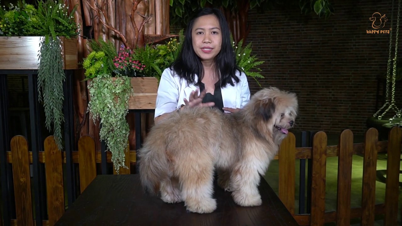 CARA MENGGUNAKAN OBAT KUTU TETES YANG BENAR PADA ANJING ATAU KUCING