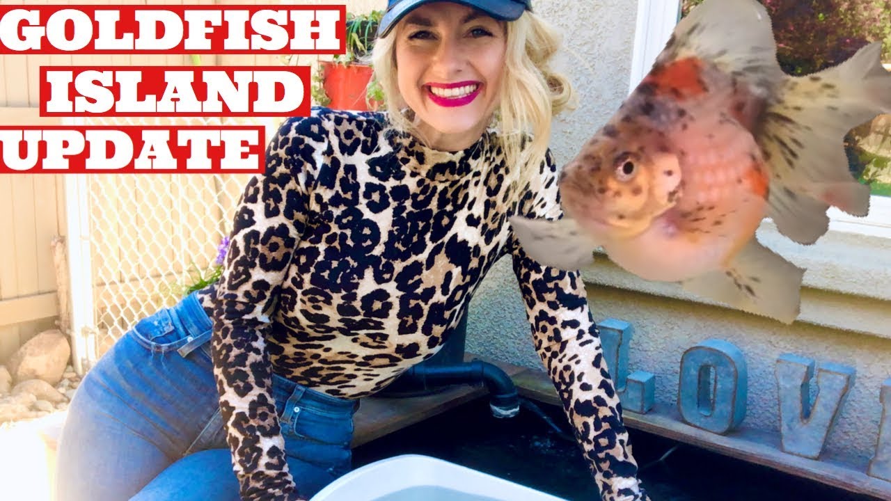 GOLDFISH ISLAND UPDATE