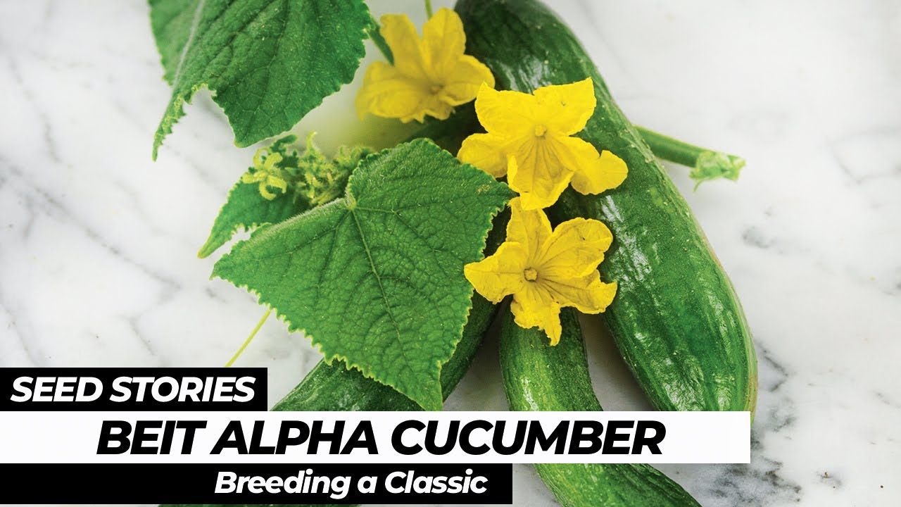 SEED STORIES | Beit Alpha Cucumber: Breeding a Classic