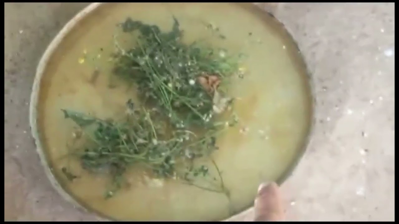 معلومات حول إنتاج طيور الحسون (الجزء 3)