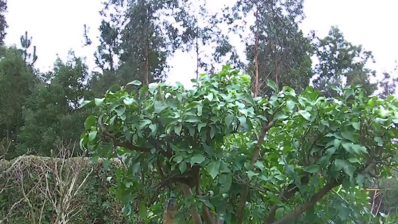 LA PODA DE LOS ARBOLES CITRICOS 2014