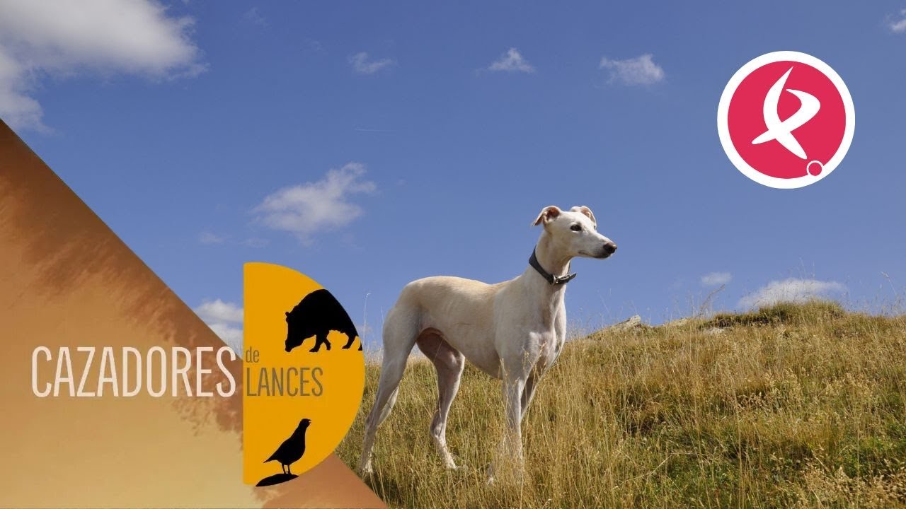 El rey de la velocidad, el galgo | Cazadores de Lances