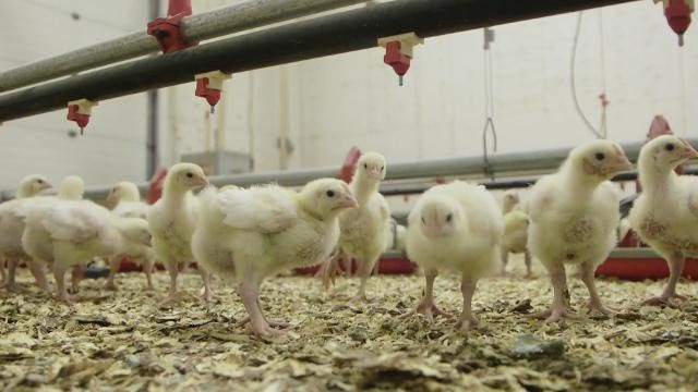 Broilers Raised Without Antibiotics in Canada