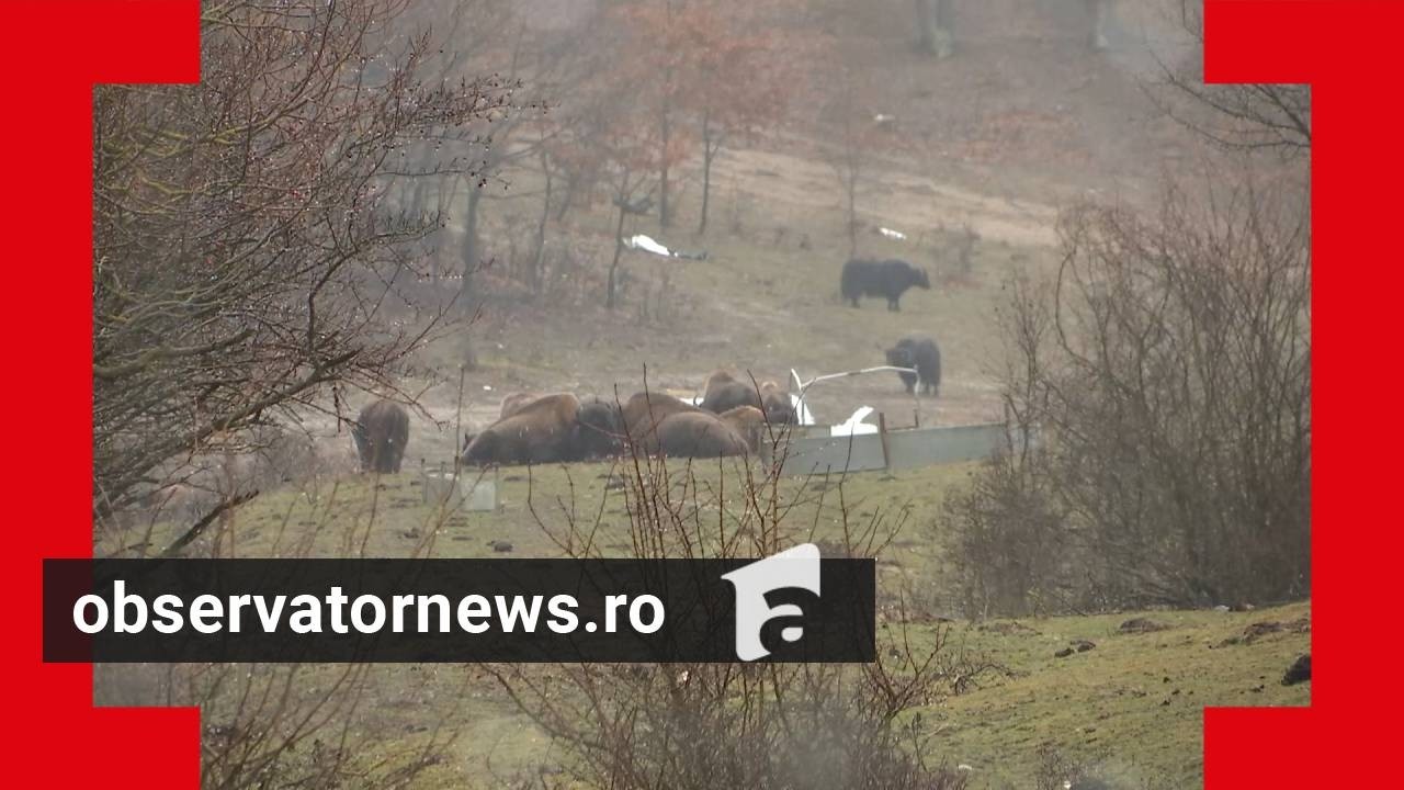 Noi detalii în cazul fermei groazei din Cluj: se verifică subvențiile pentru animale moarte