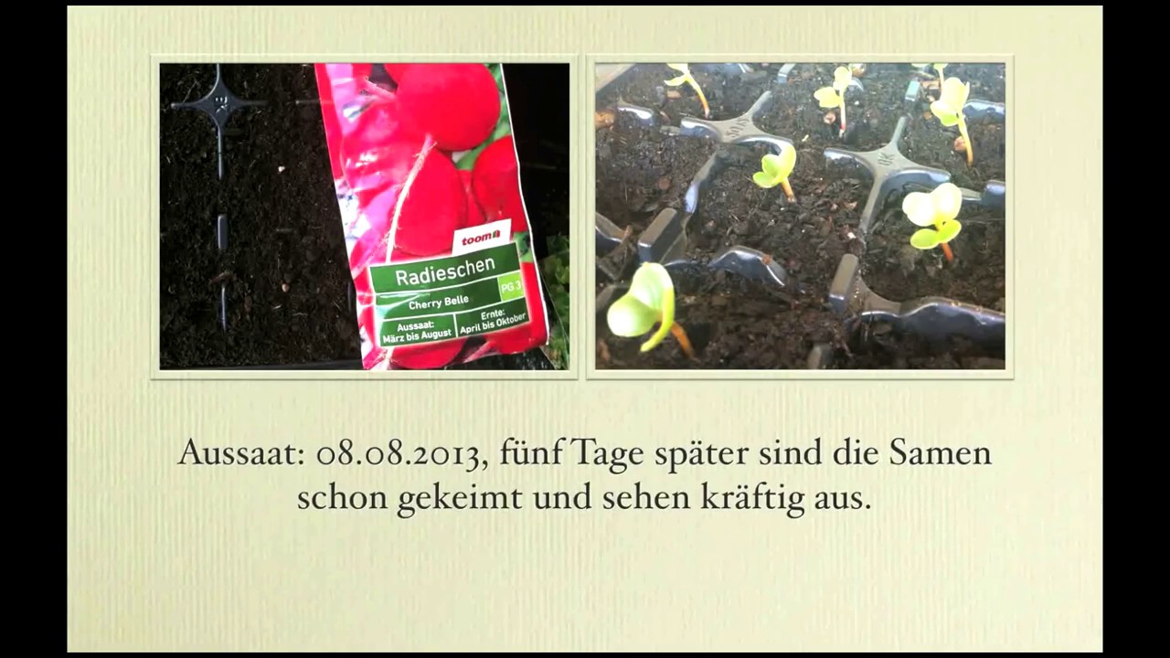 Gartentagebuch 13.08.2013 Radieschen, Asia Salate, Jiaogulan, Tomaten