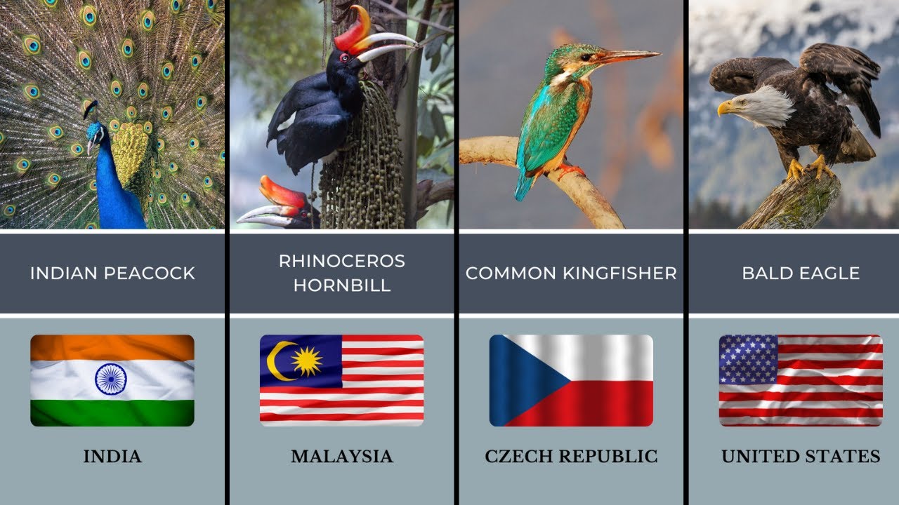 National Bird From Different Countries