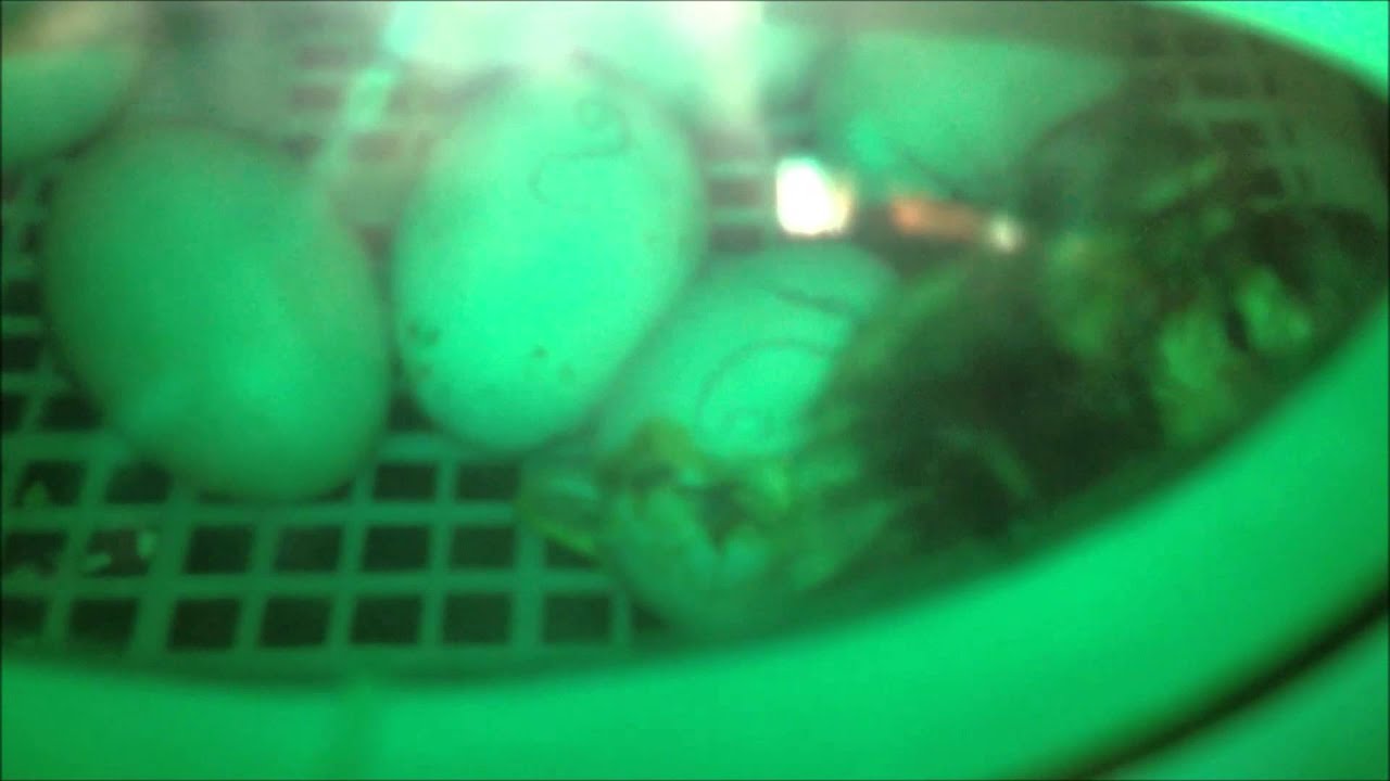 Incubatrice per 49 uova di anatra ET 549/A e Abbeveratoio a sifone 137/A - www.riversystems.it