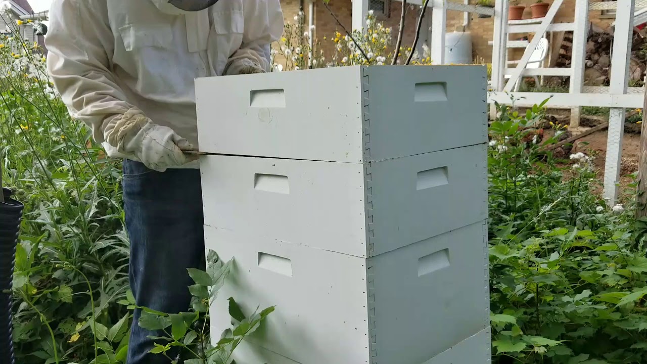 Beekeeping: How much is too much honey?