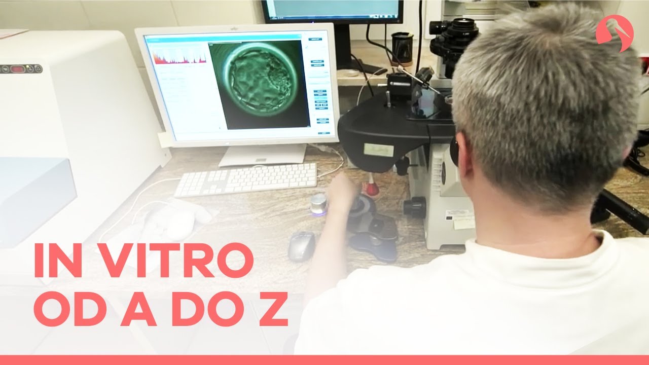 In vitro okiem embriologa