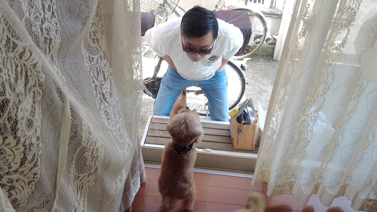 バァバ74歳の誕生日祝いに愛犬とパパ実家に行ったらジィジが…笑【トイプードル】
