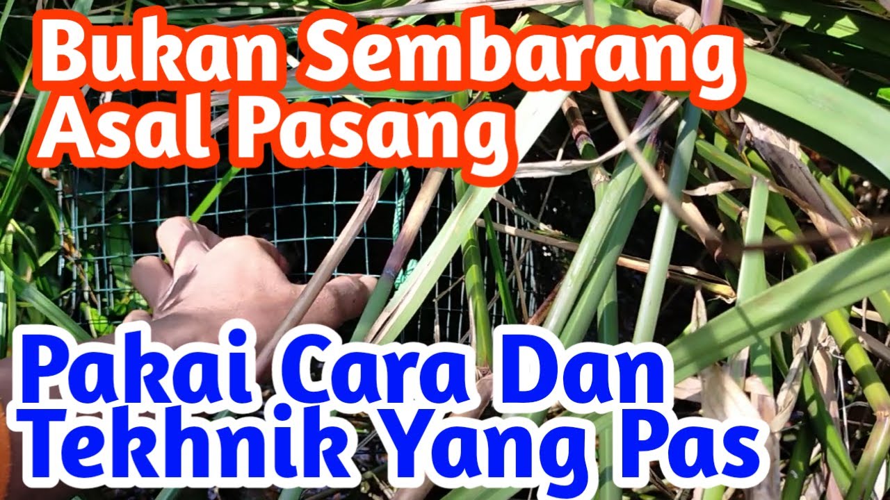 Pasang Bubu Ikan Lembat Harus Tau Cara dan Dimana Sarangnya Ikan.