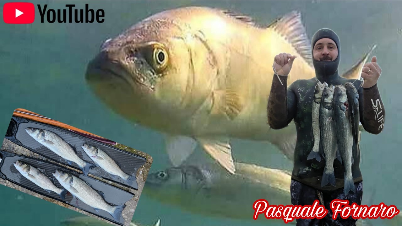 Pesca Sub: 4 spigole con le condizioni ideali