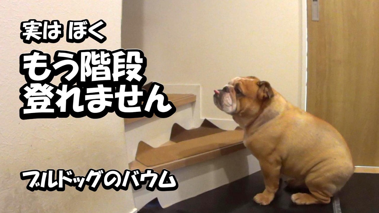 ブルドッグ｜階段が登れない…老化と健康の変化に気づいた悲しい瞬間【バウム】
