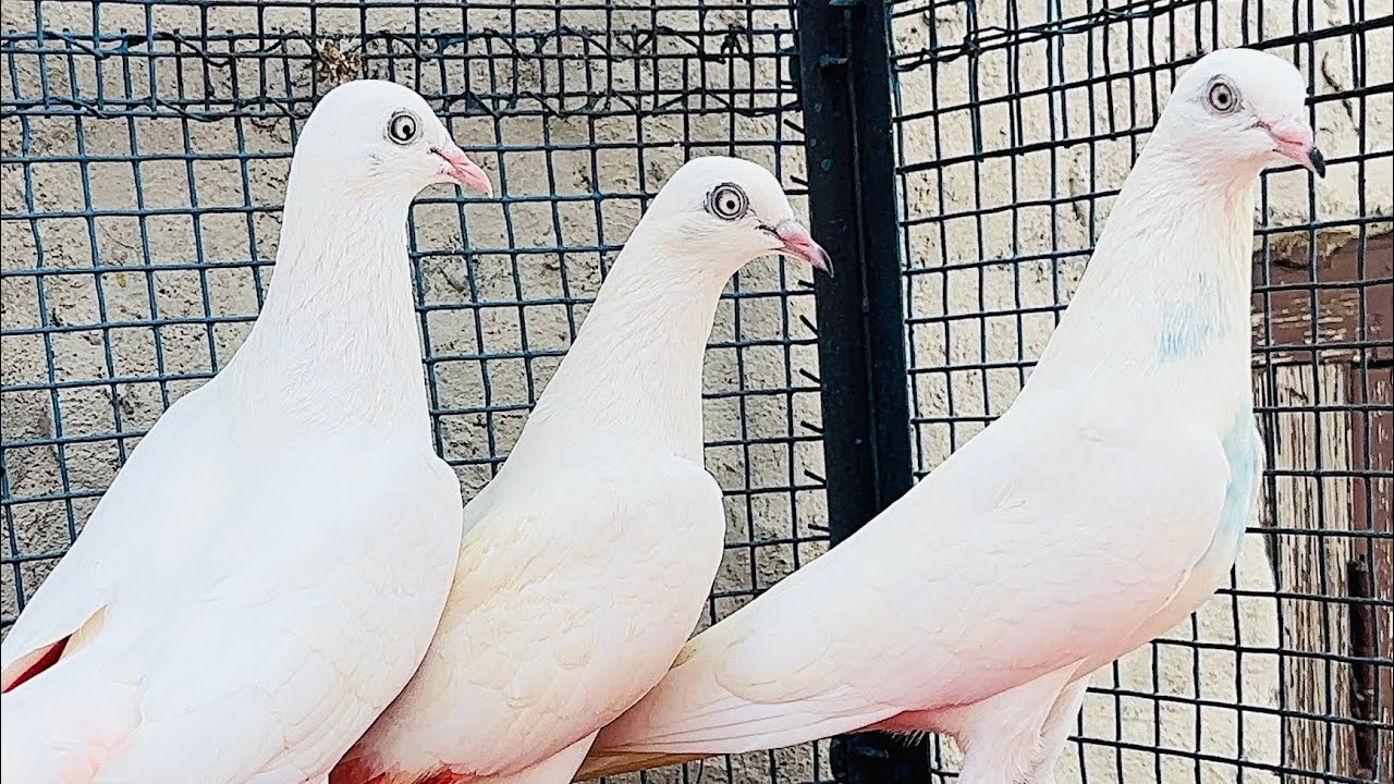 3 kabutari 🕊️2 kabootar 🕊️full top quality full top bloodline punjabi kabootar 7888416980