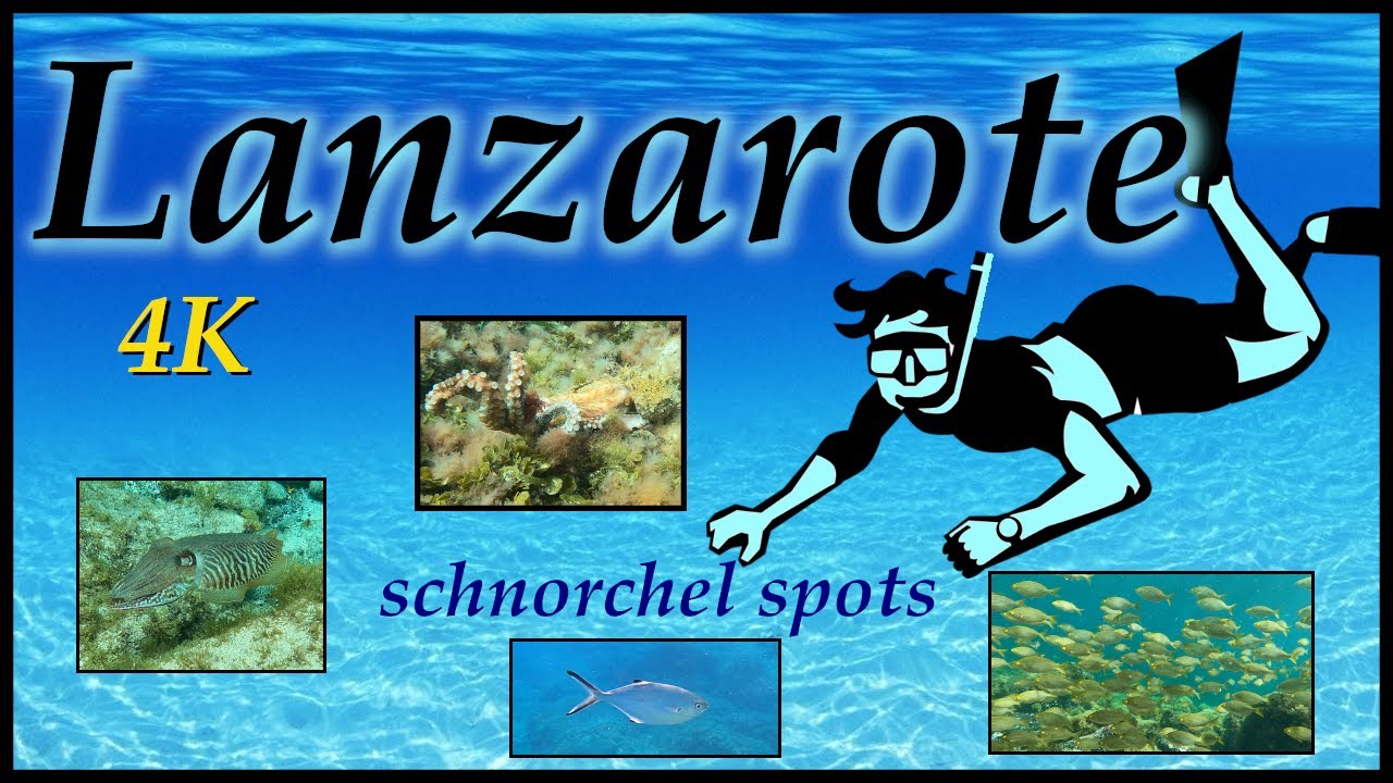 Schnorcheln in Lanzarote 2022 - die besten Orte - Barrakudas auf der Jagd und intime Kraken - 4K