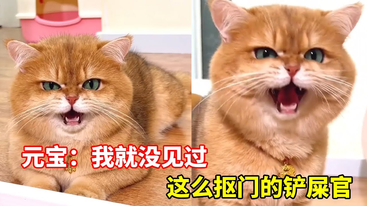 元宝:我没有你这么抠门儿的铲屎官！ #心思全写在脸上的猫 #话痨猫#猫：你什么意思【元宝话很多】
