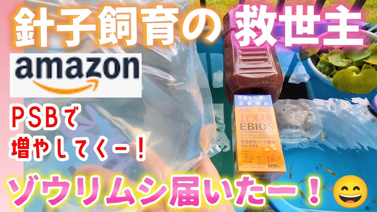 【メダカ】針子飼育の救世主✨ゾウリムシ届いたー❗PSBで増やしていく❤️PSBはエビオス錠で増やす#Amazon#めだか#飼育#屋外#産卵#ビオトープ#餌#培養#稚魚