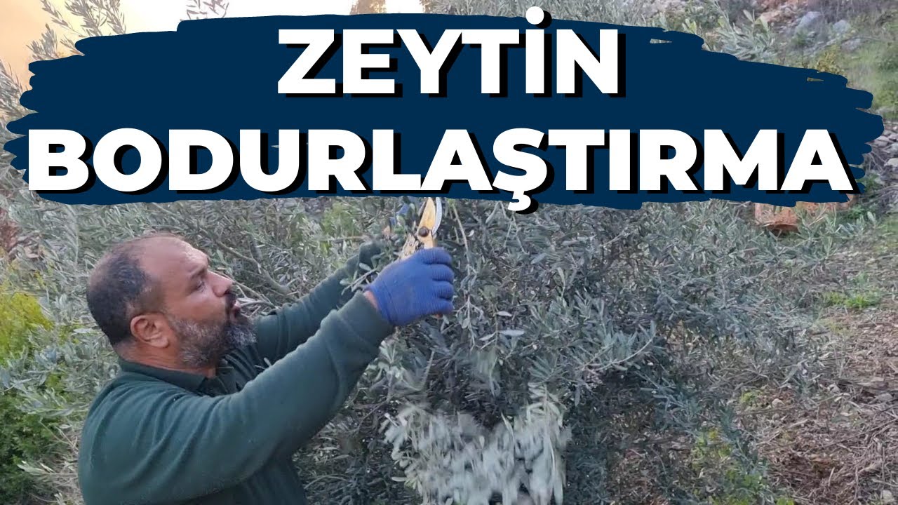 zeytin bodurlaştırma #tropikaltopraktv #tarım #zeytin