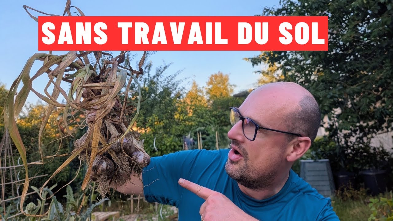 Sans travail du sol : Mes Résultats Sur l'Ail et les Pommes de Terre  🧄🥔