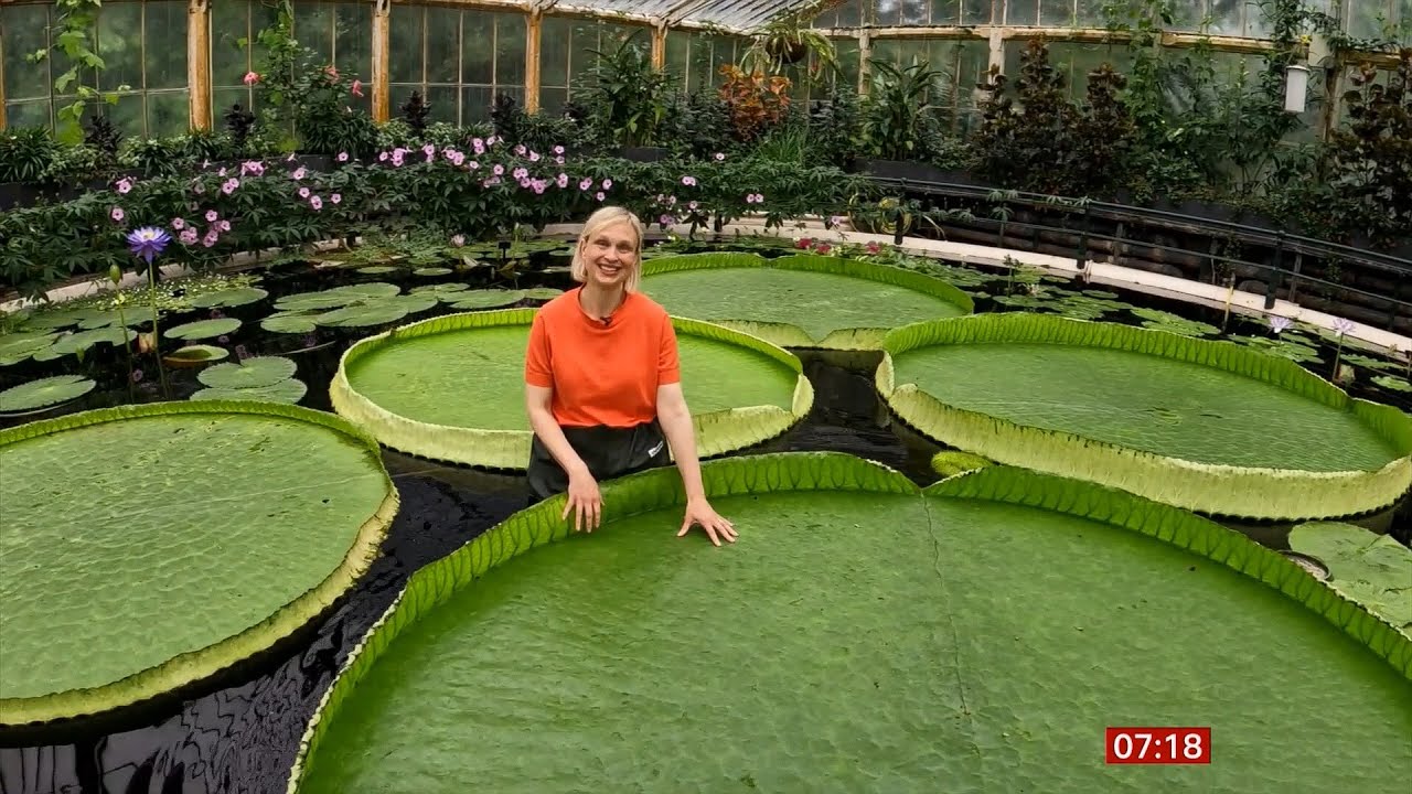 New giant water lily and ‘botanical wonder of the world’ discovered in Kew (UK/Global)