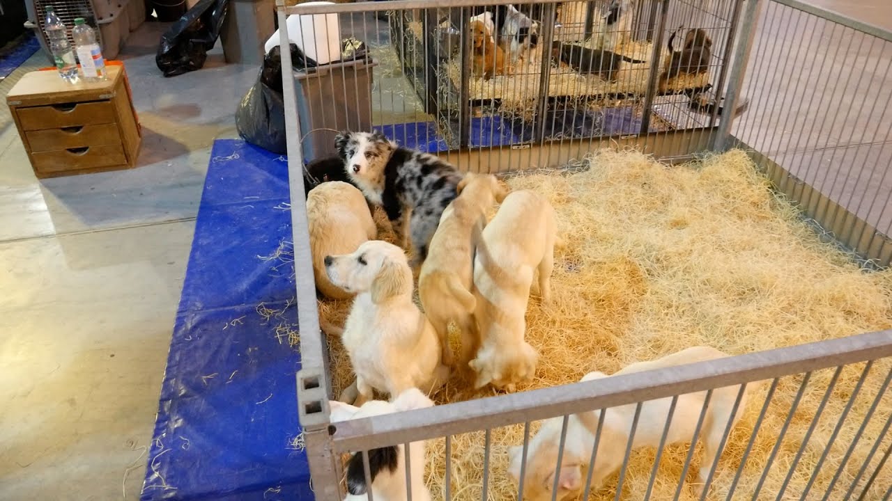 Salon du chiot