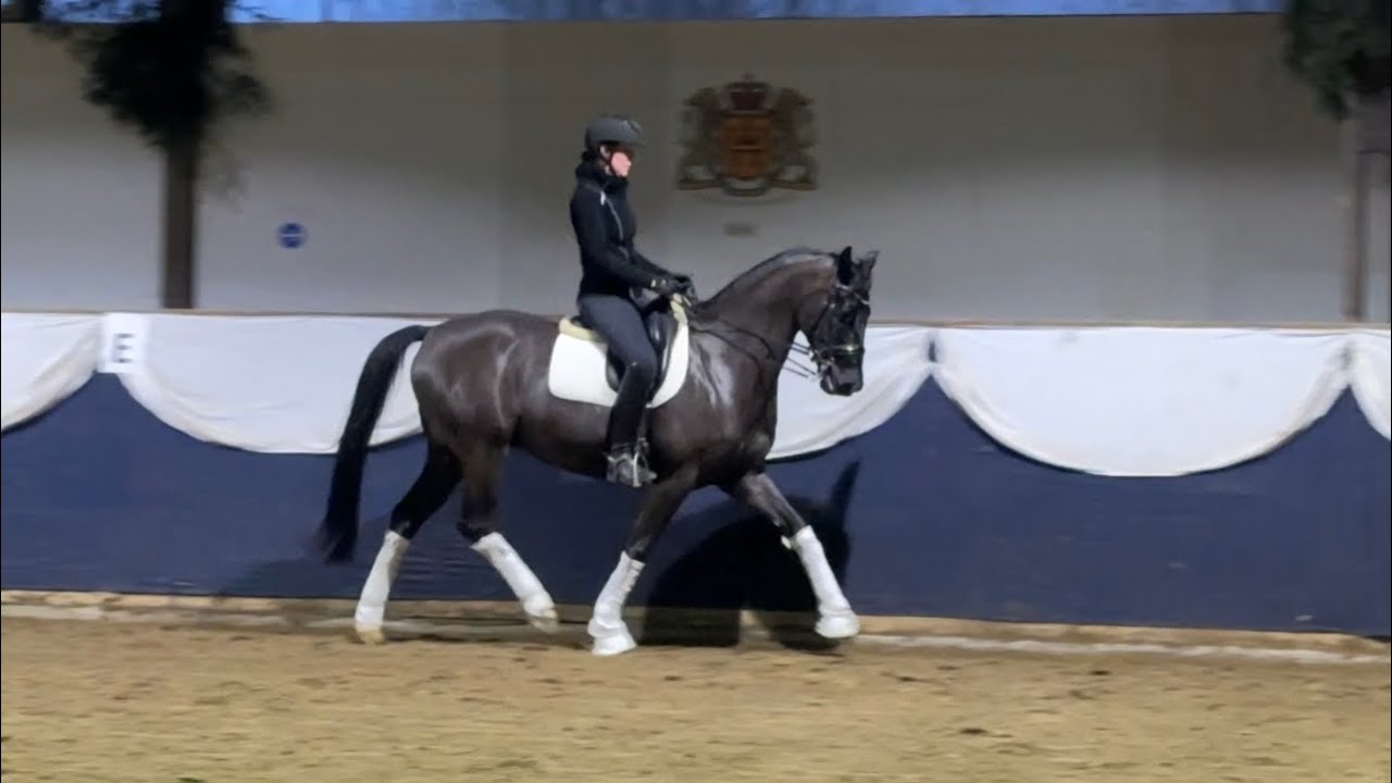 Oldenburger gelding 2016