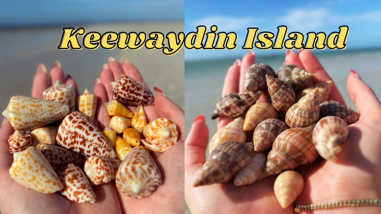 SHELLING Keewaydin Island at negative low tide!