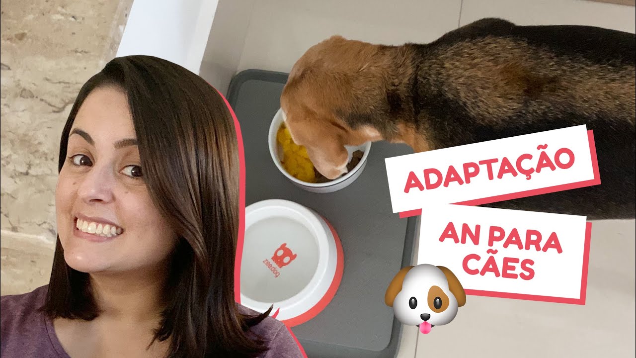 ALIMENTAÇÃO NATURAL PARA CÃES, adaptação na troca de ração para comida