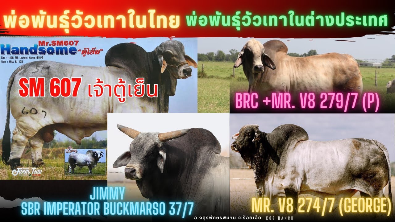 วัวเทาในไทยเจ้าตู้เย็นSM607 และวัวนอกV8 274/7, V8 279/7, SBR IMPERATOR BUCKMARSO 37/7