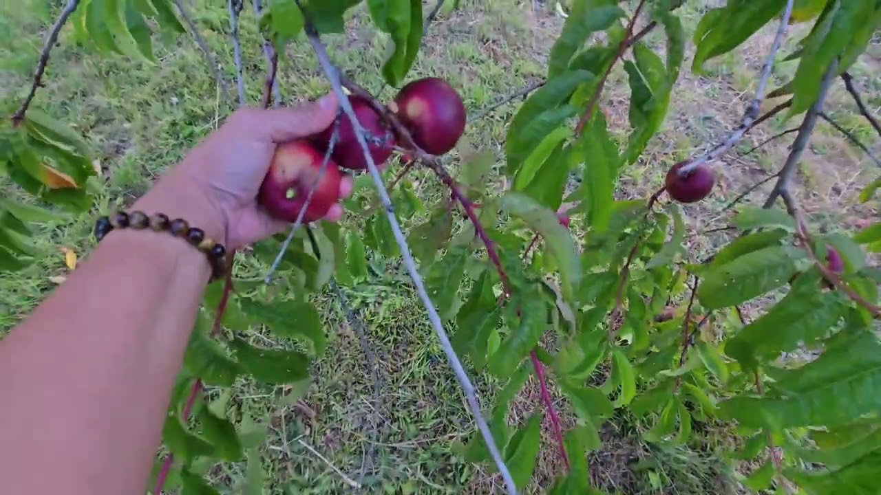 Kebun buahku gak sebanyak tahun lalu. Tapi masih bisa panen.