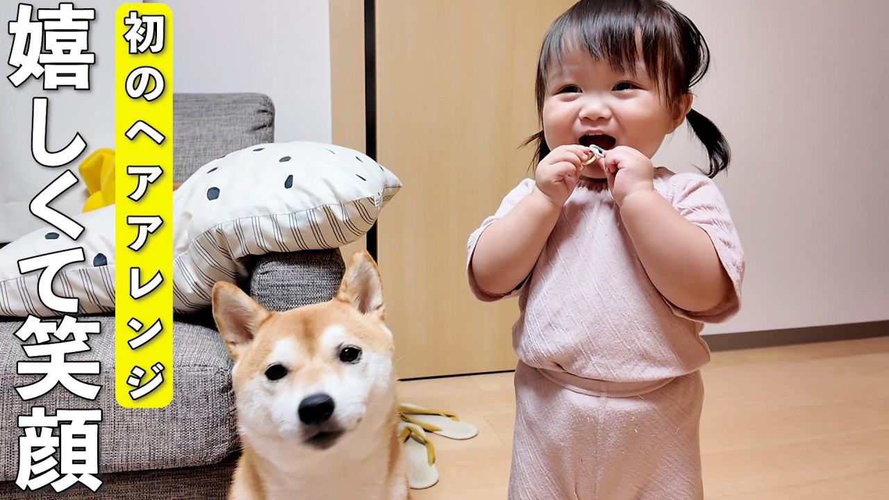 初めてのヘアアレンジでノリノリな1歳児に巻き込まれる柴犬がこちらですw