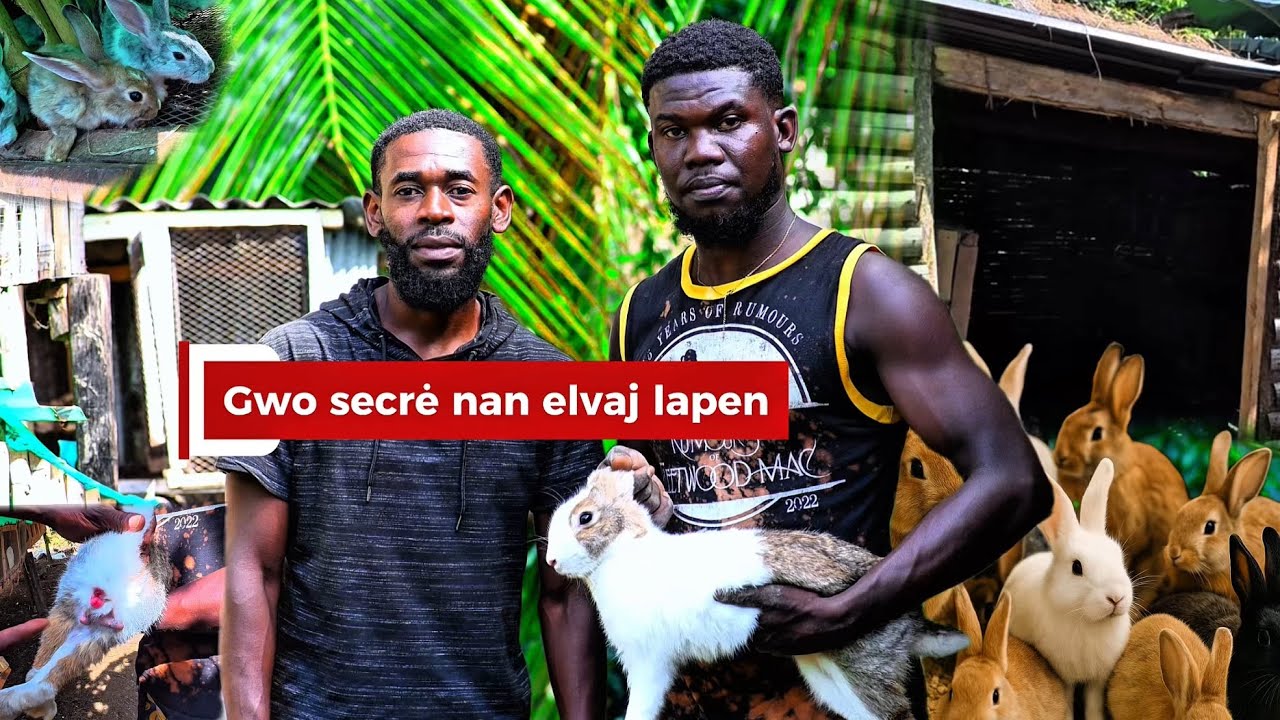 Gwo dekouvèt sou koman pou reyisi elvaj lapen 