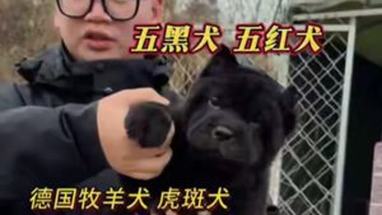 花溪狗市 #周鑫说宠 #贵阳狗市