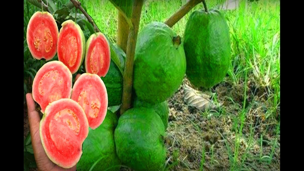 طريقه جديده_ الترقيد الهوائي  |Guava tree air layering with Peat Moss