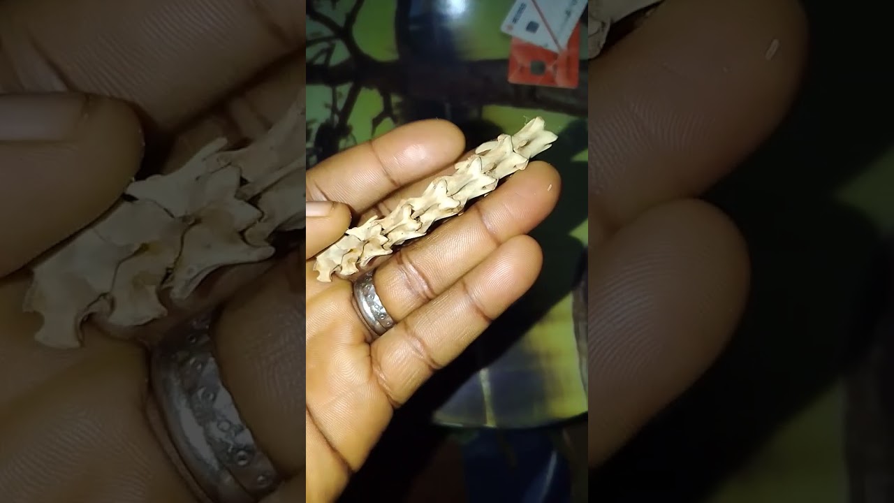 ASEJE BIBO ASIRI OLA TAFINSAN GBESE TODAJU TESTED OKAY, 08062277596