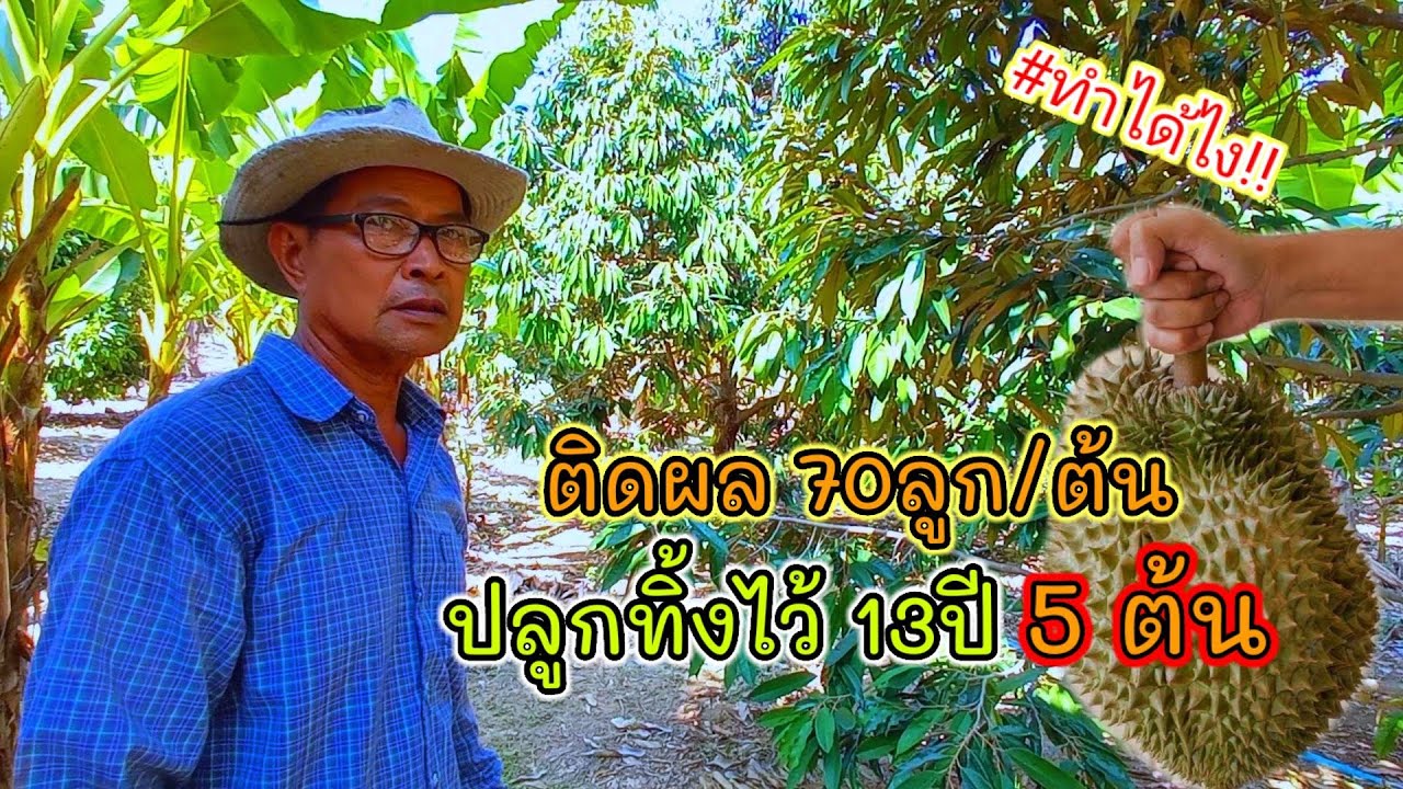 ปลูกทุเรียนไว้กิน 5ต้น จนผ่านไป 10ปีออกลูกแต่ละทีเหมือนถูกรางวัล!!! ต้นละ 60-70ผล