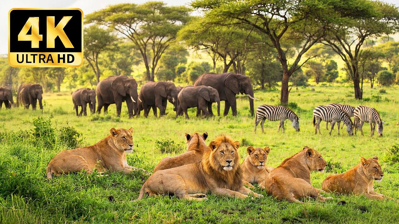 Peaceful African Wildlife in 4K | Calm Animal World in Nature