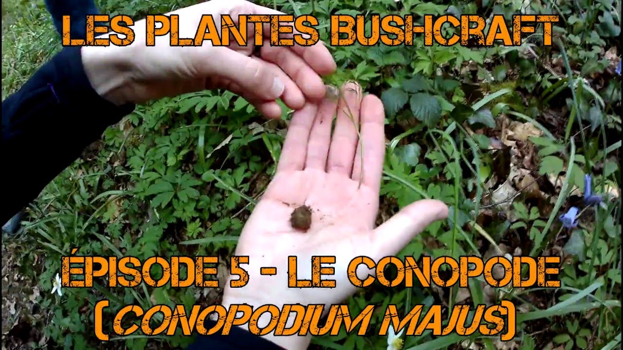 Le Conopode dénudé (noisette de terre comestible)