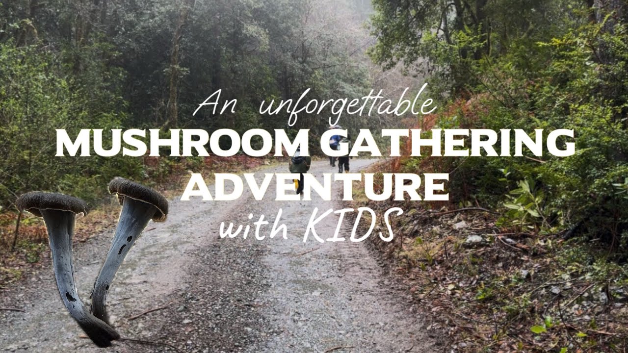 An Unforgettable Mushroom Gathering Adventure with Kids 