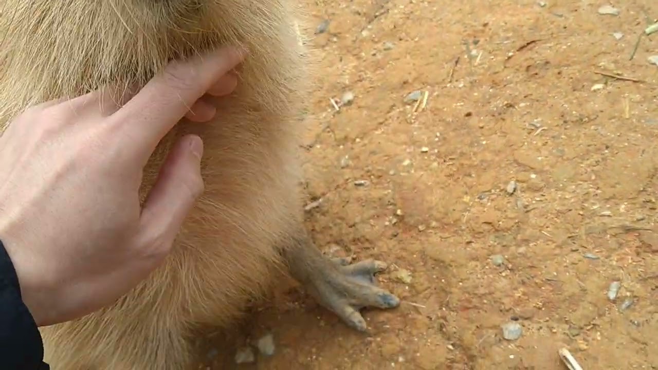 カピバラもふもふ過ぎワロタwwwwww