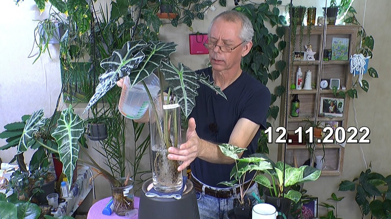 Das Ergebnis Alocasia Vermehrung durch Kopfstecklinge und vorab Pflanzen versorgen