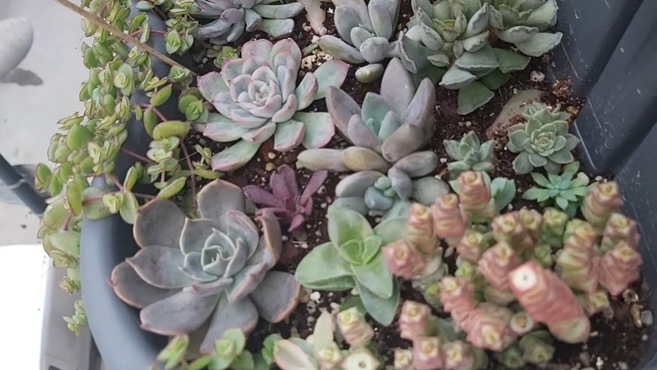 🍂Sulama Yaptıktan Sonra Yağmur Yağarsa-Sukulent Yaprak Döküyorsa #sukulent #succulents