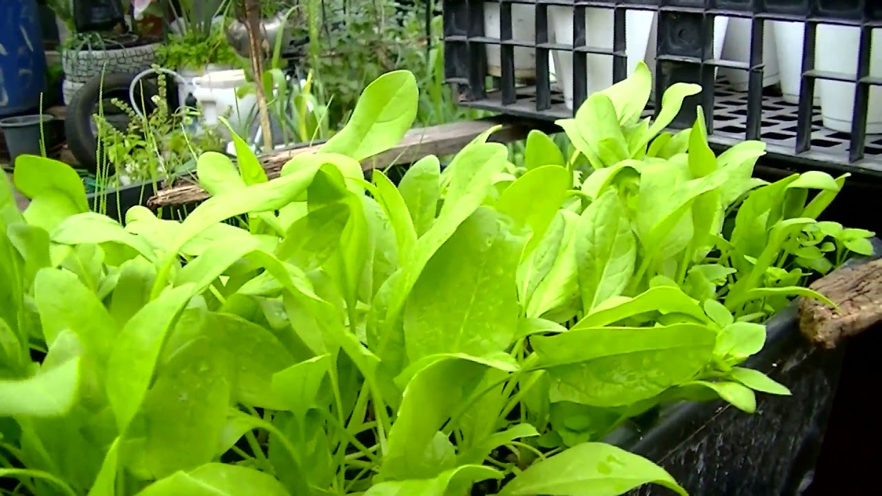 HUERTA DE EL RECICLADOR