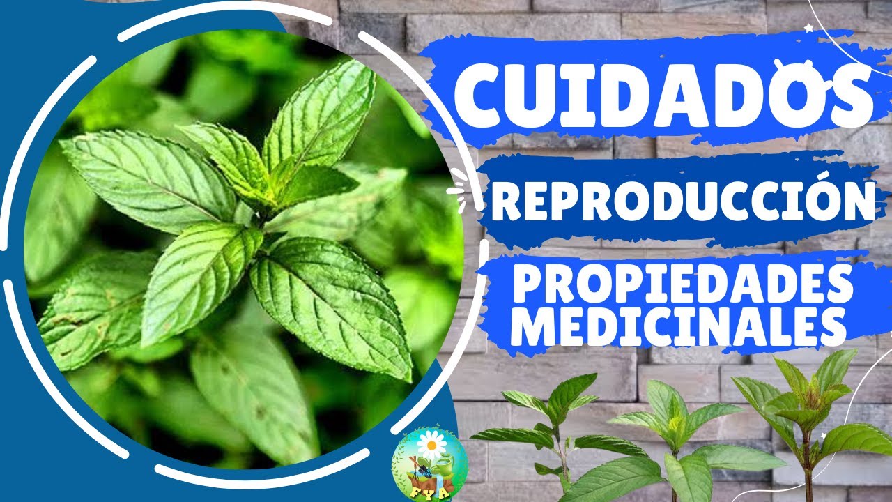 MENTA PIPERITA 🌿 Cuidados, beneficios y cómo cultivarla en casa