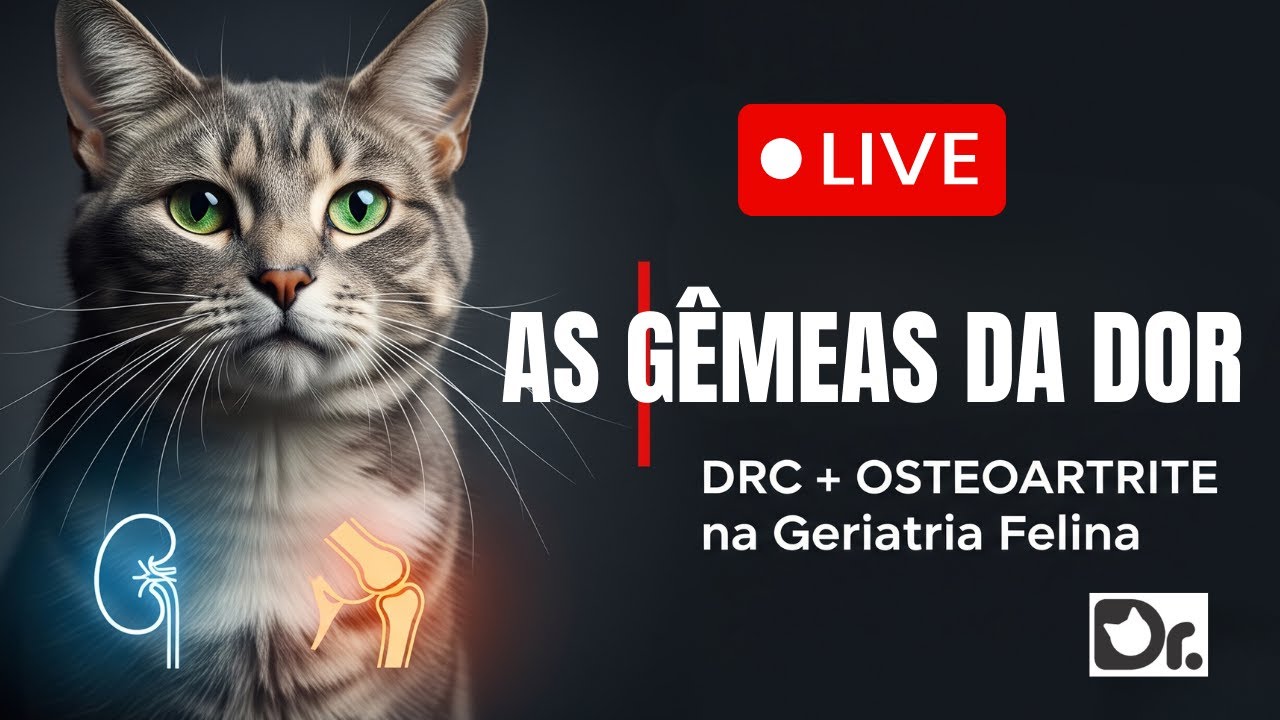 DRC e Osteoartrite Felina: Como Quebrar o Ciclo Vicioso na Geriatria | Aula para Vets