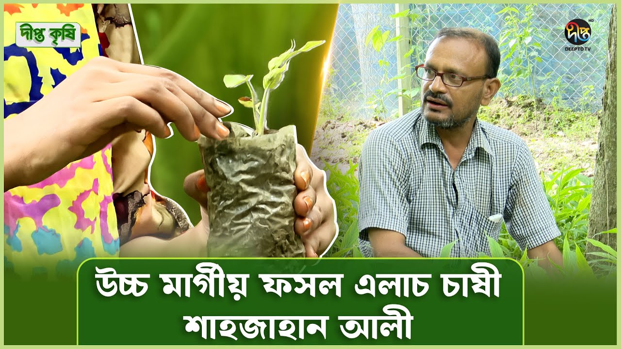Deepto Krishi | বাংলাদেশে সর্বপ্রথম এলাচ চাষে বাণিজ্যিক ভাবে শুরু করেছেন শাহজাহান আলী | Cardamom
