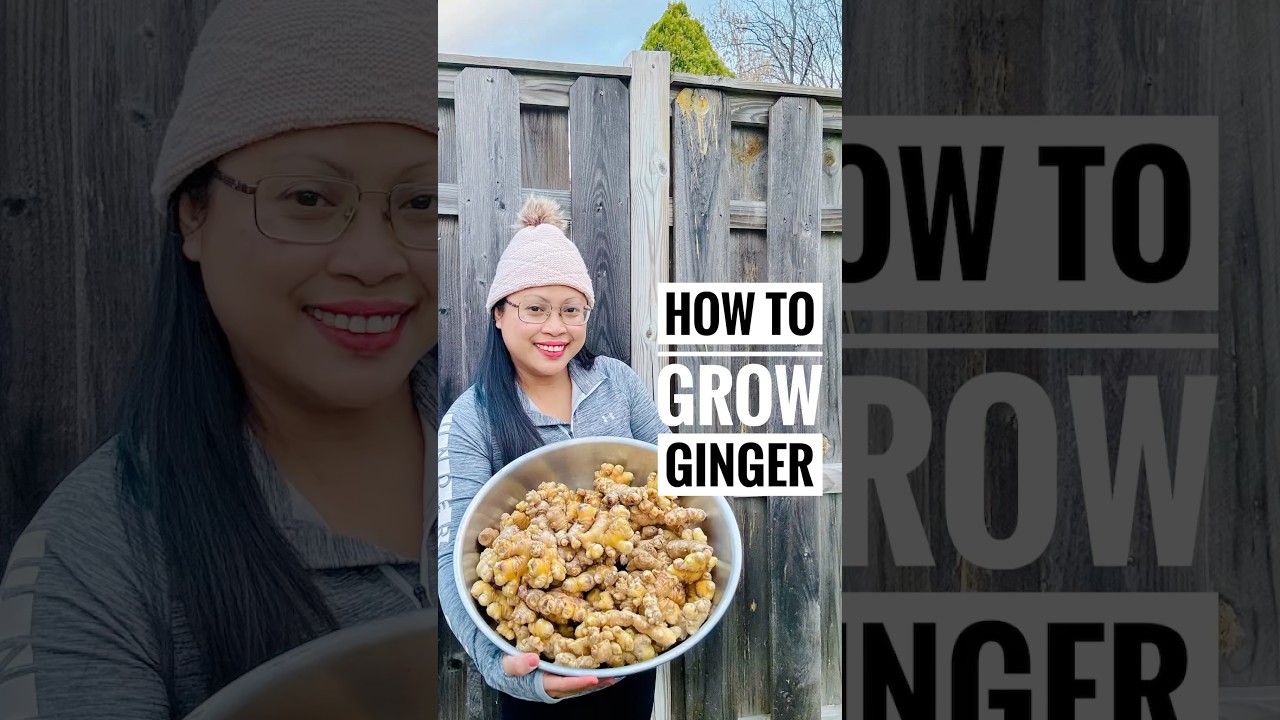 Когда следует сажать имбирь в холодном климате?