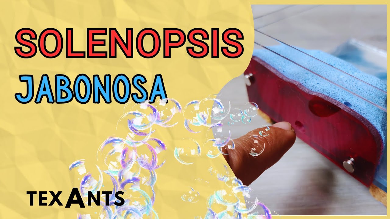 🚩 YTON Perfecto para SOLENOPSIS🔥Cómo hacer hormiguero de Ytong con la RECETA Texants.